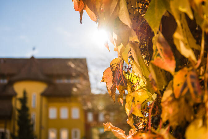 Herbstblätter mit dem Landhotel Krone im Hintergrund.
