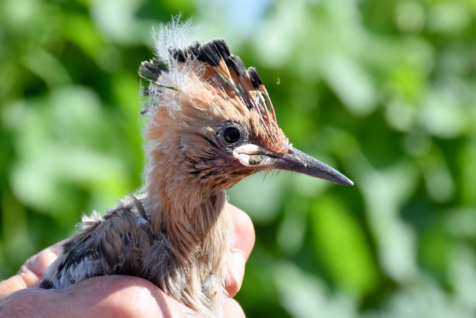 Jungvogel bei Beringung.